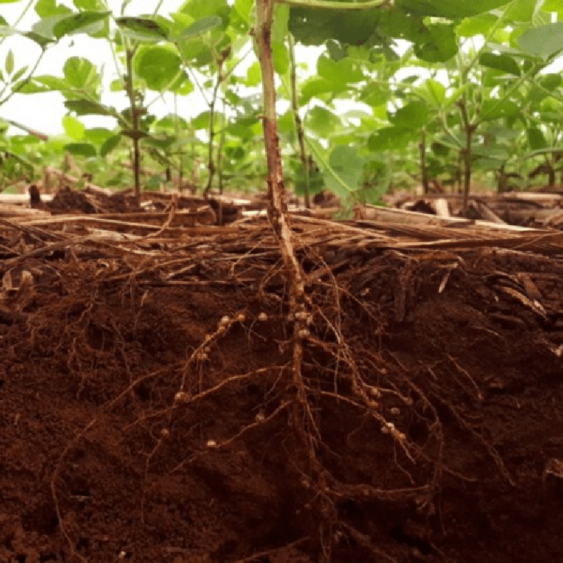 Bioestrutura do solo beneficiado pelo emprego de inoculadores