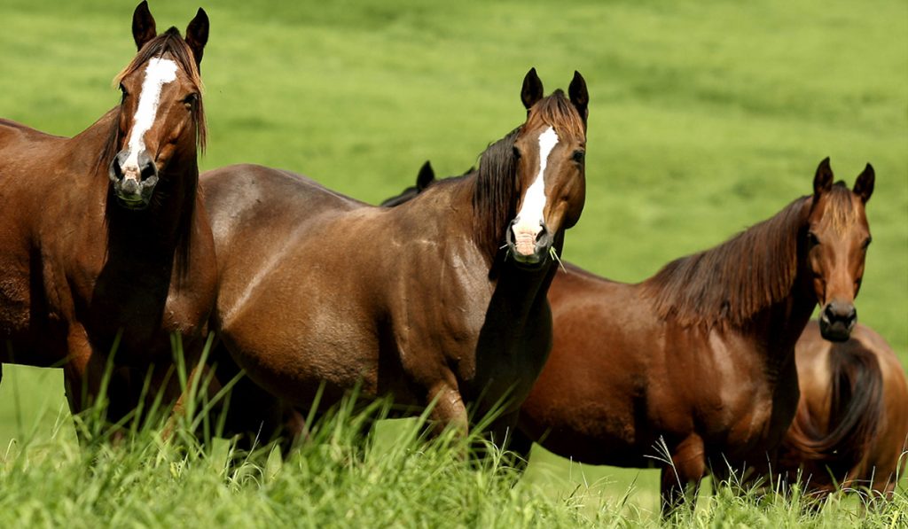 Cavalos no piquete