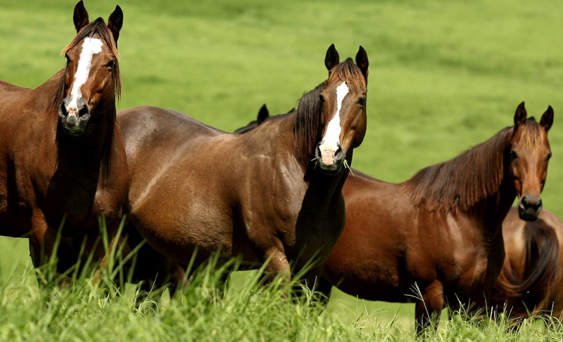 Cavalos no piquete