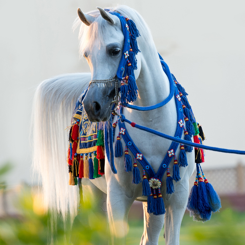 FT Shaella - matriz brasileira, criação de Flávia Torres do Haras FT, vendida para o Dubai Stud com apenas 5 meses de idade, mãe de D Gharam (FA El Rasheem x FT Shaella), campeã Égua Ouro Sênior, S Sharar (D Seraj x FT Shaella) campeão Prata potros de um ano e avó S Shareer (AJ Marzam x D Sharla), campeão Ouro Potro Junior no Emirates Arabian Horse Breeders Championship