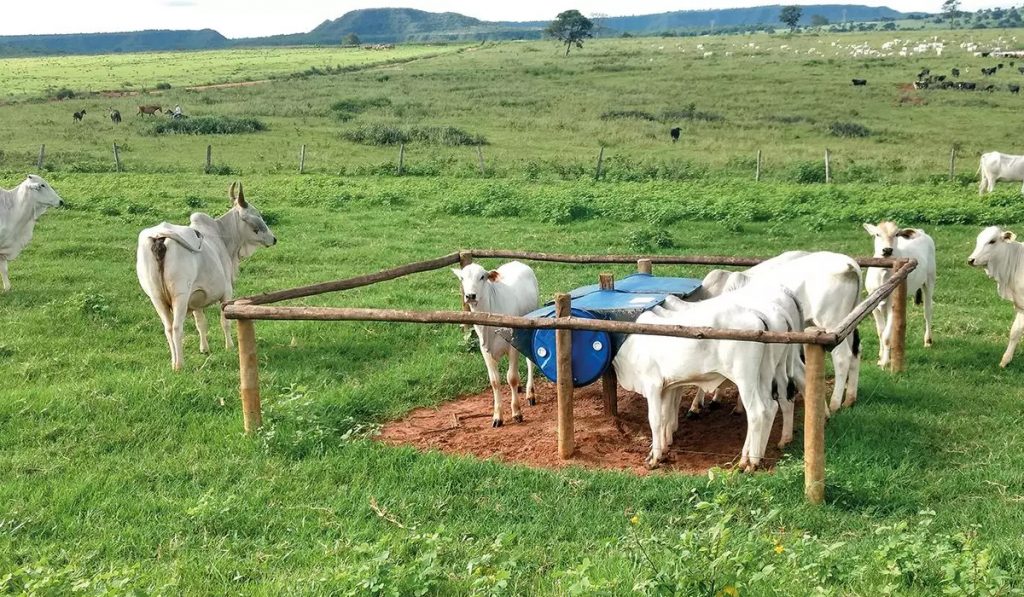 Creep feeding com bezerros e vacas pastando na parte exterior