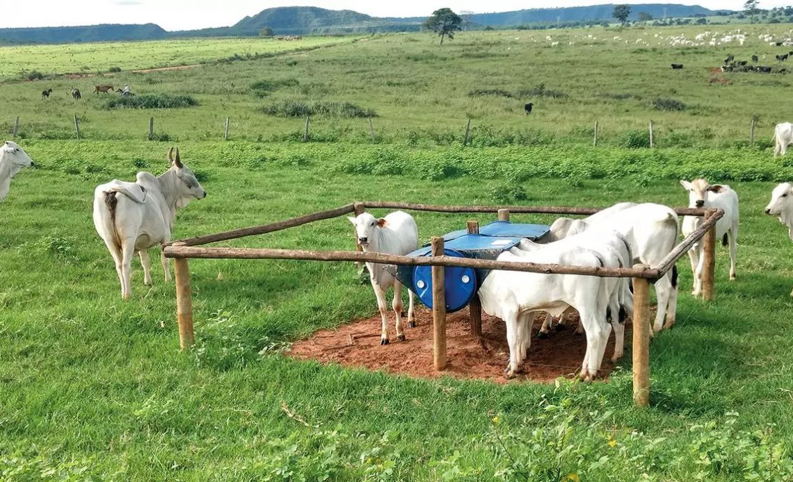 Creep feeding com bezerros e vacas pastando na parte exterior