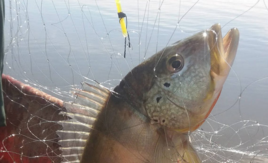 Tucunaré capturado na rede de pesca com a utilização do fitilho