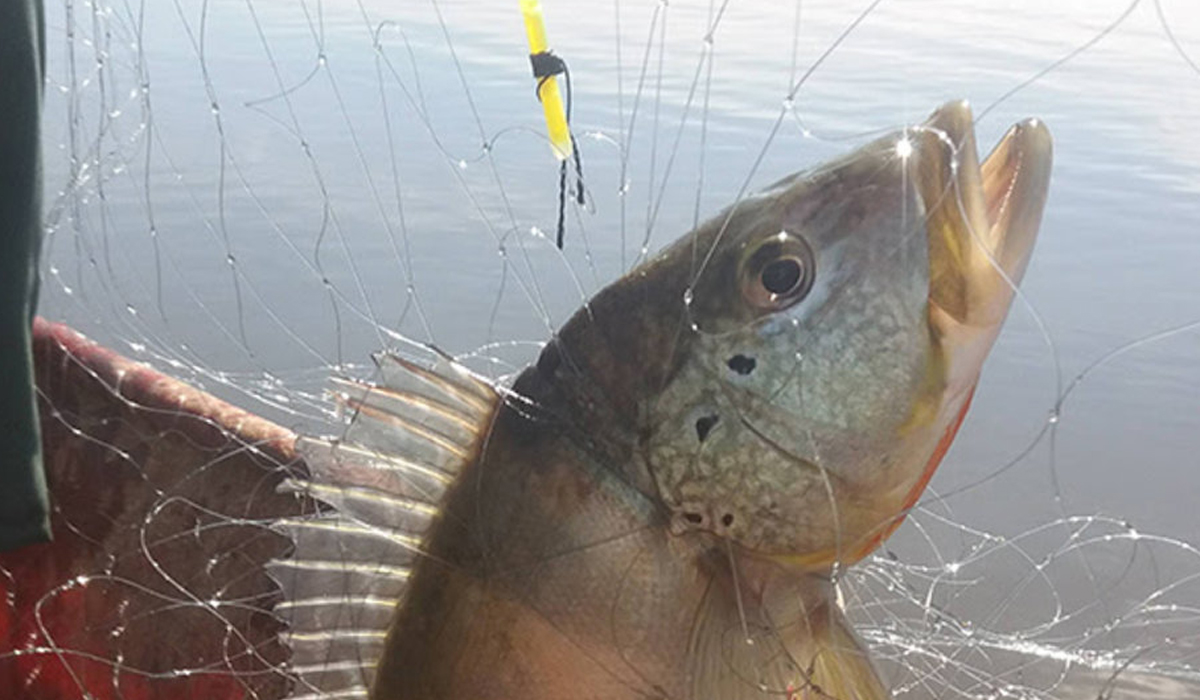 Tucunaré capturado na rede de pesca com a utilização do fitilho