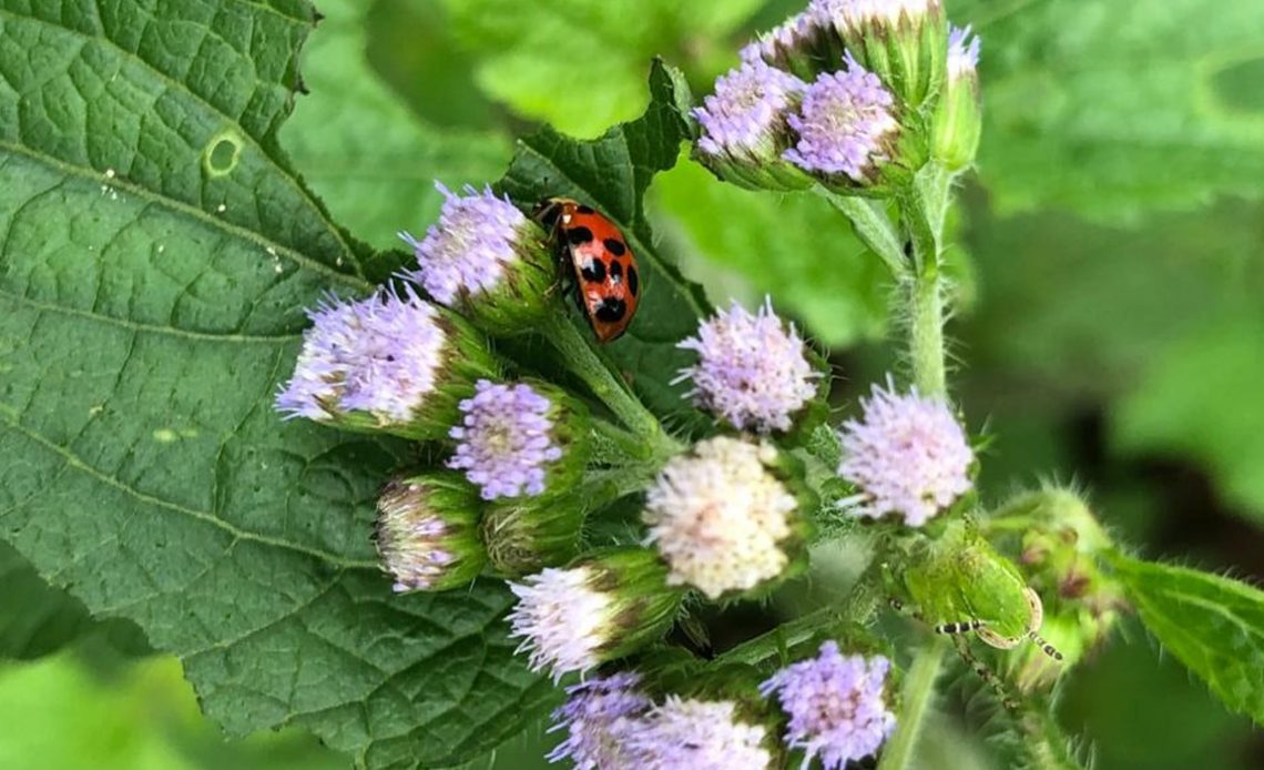 Mentrasto (Ageratum conyzoides) visitado pela joaninha