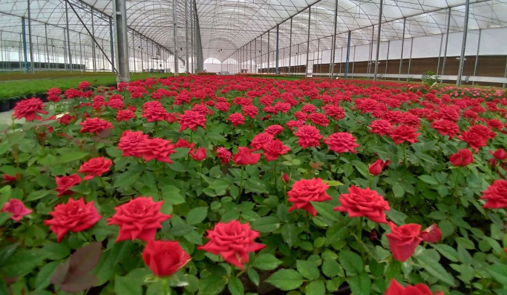 Estufa de produção de rosas vermelhas