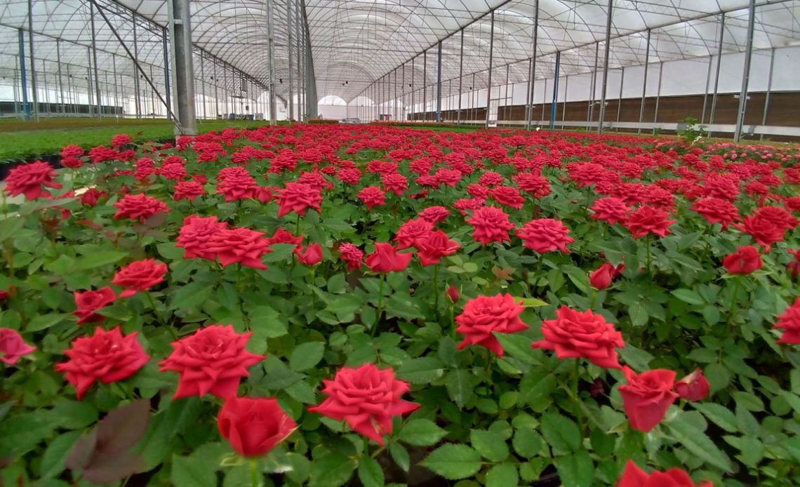 Estufa de produção de rosas vermelhas