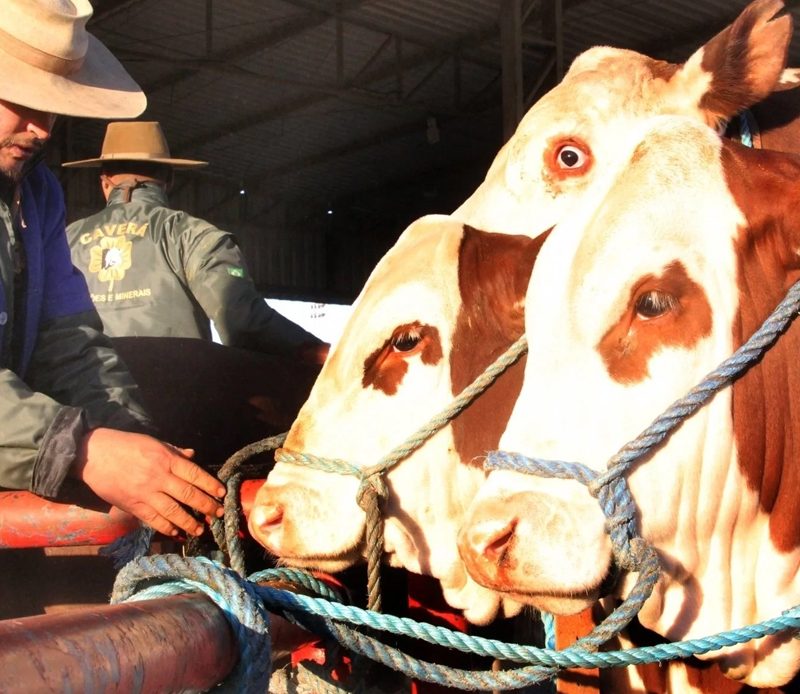 Peão com seus animais na Expointer