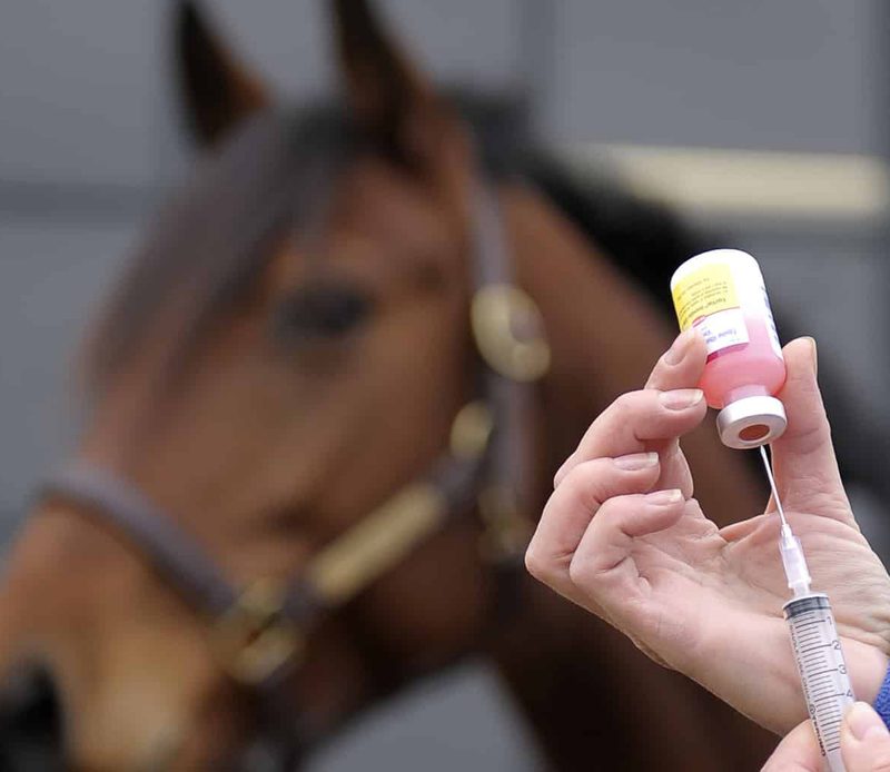 Veterinária preparando medicação para aplicar em equino