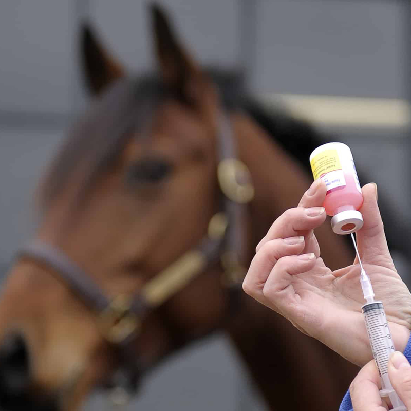 Veterinária preparando medicação para aplicar em equino