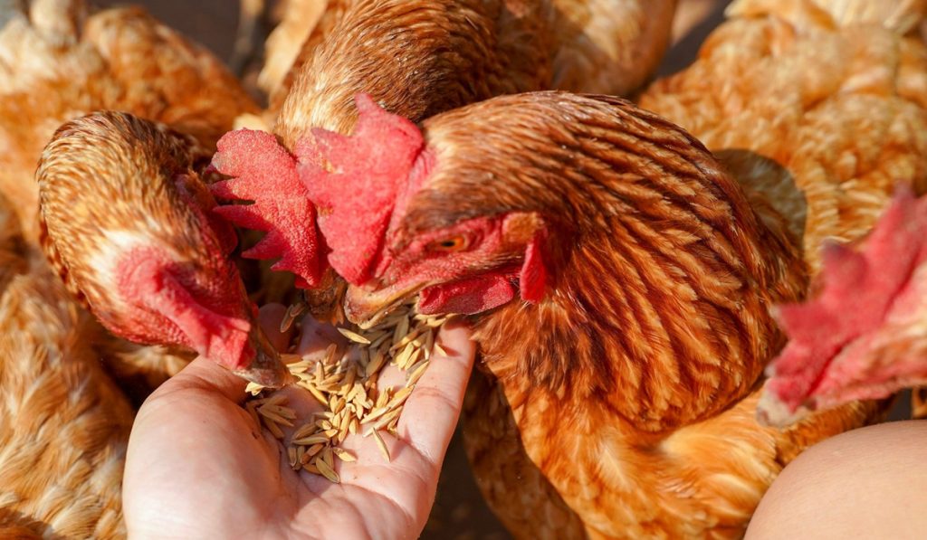 Avicultor alimentando suas galinhas