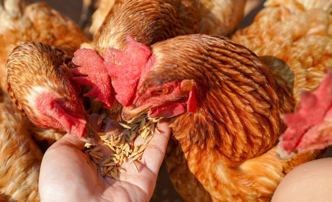 Avicultor alimentando suas galinhas