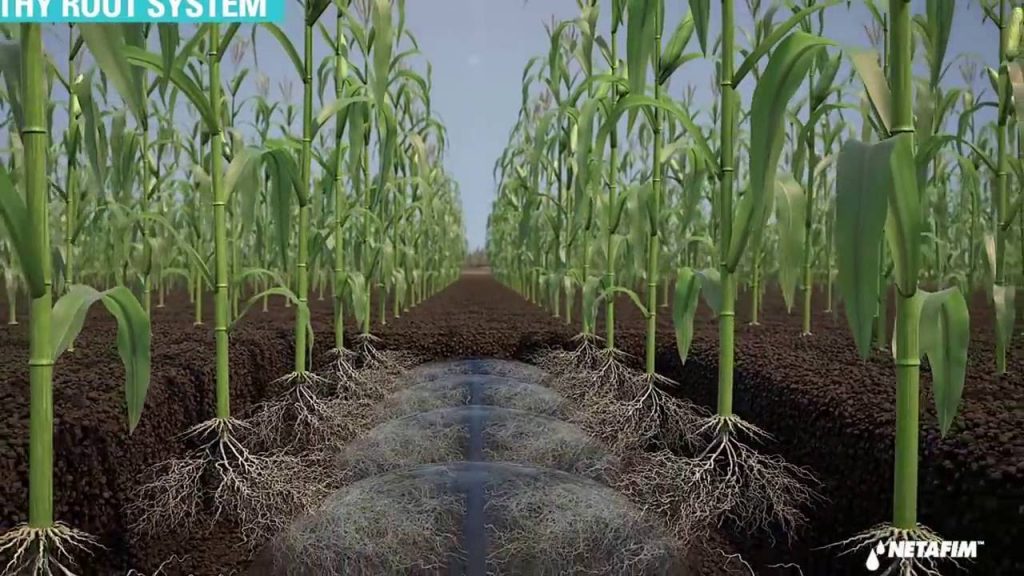 Sistema de irrigação por gotejamento subterrâneo em cultura de milho