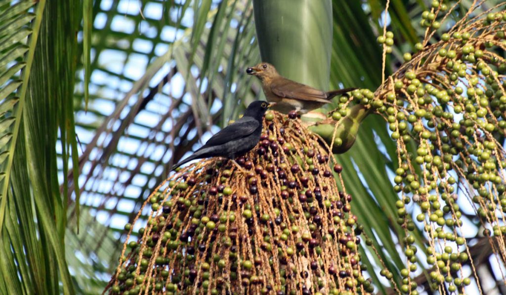 Palmito juçara (Euterpe edulis) com sabiá una (Turdus flavipes) se alimentando de seus frutos