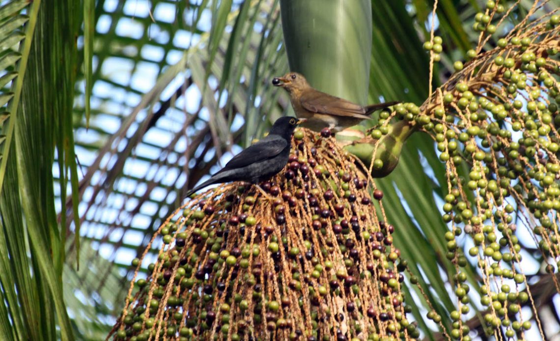 Palmito juçara (Euterpe edulis) com sabiá una (Turdus flavipes) se alimentando de seus frutos