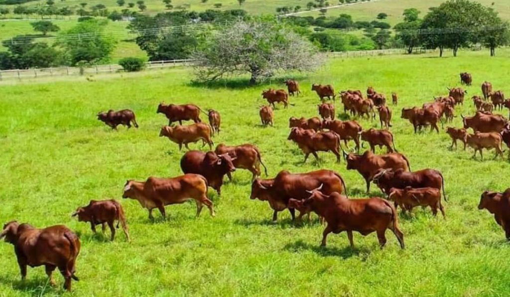 Gado sindi em piquete com pastagem reformada