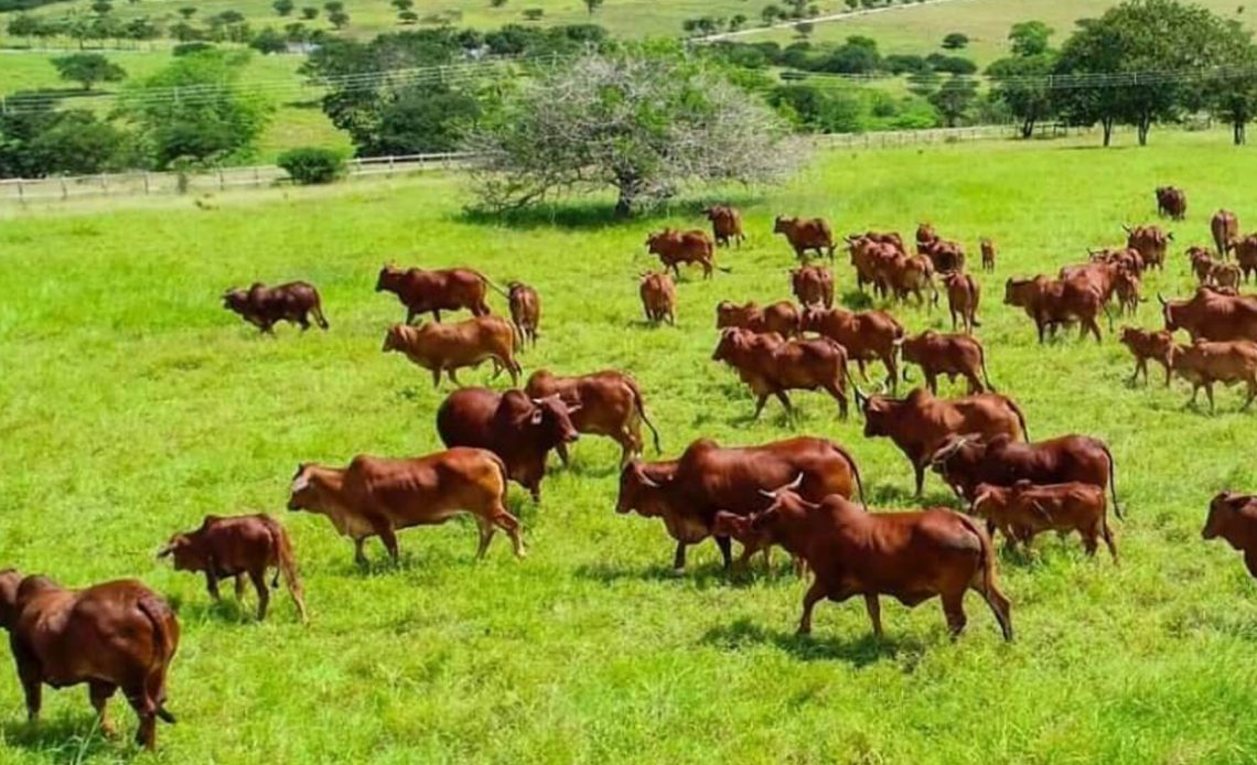 Gado sindi em piquete com pastagem reformada