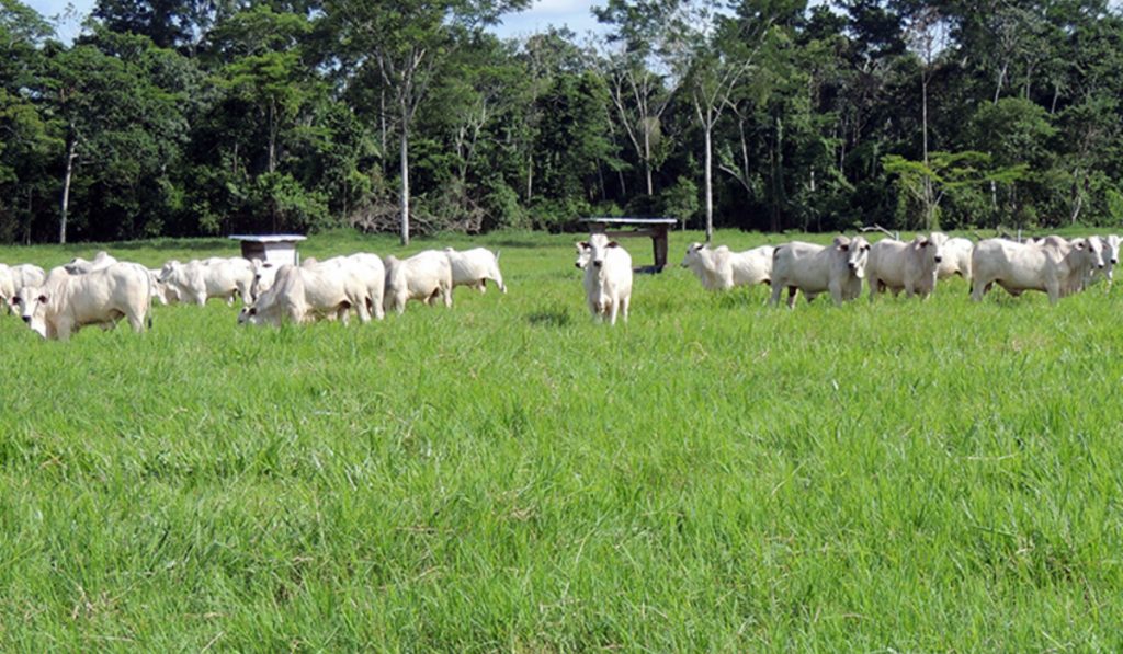 Gado nelore pastando em piquete com capim marandu