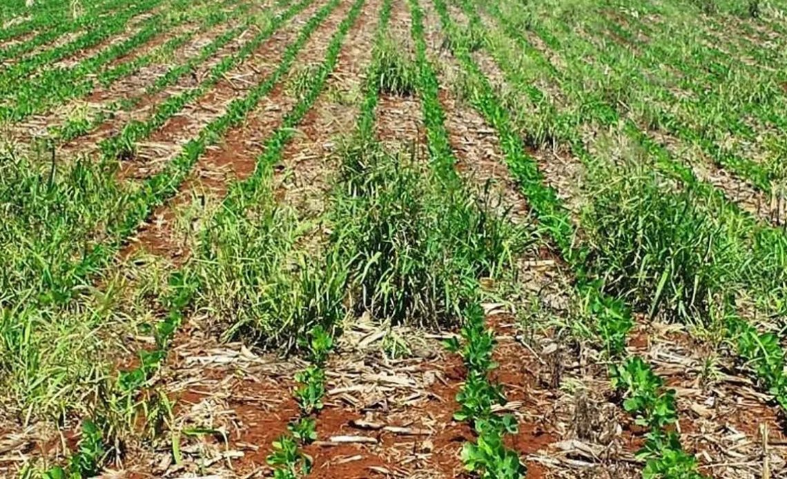 Lavoura de soja com infestação de plantas invasoras