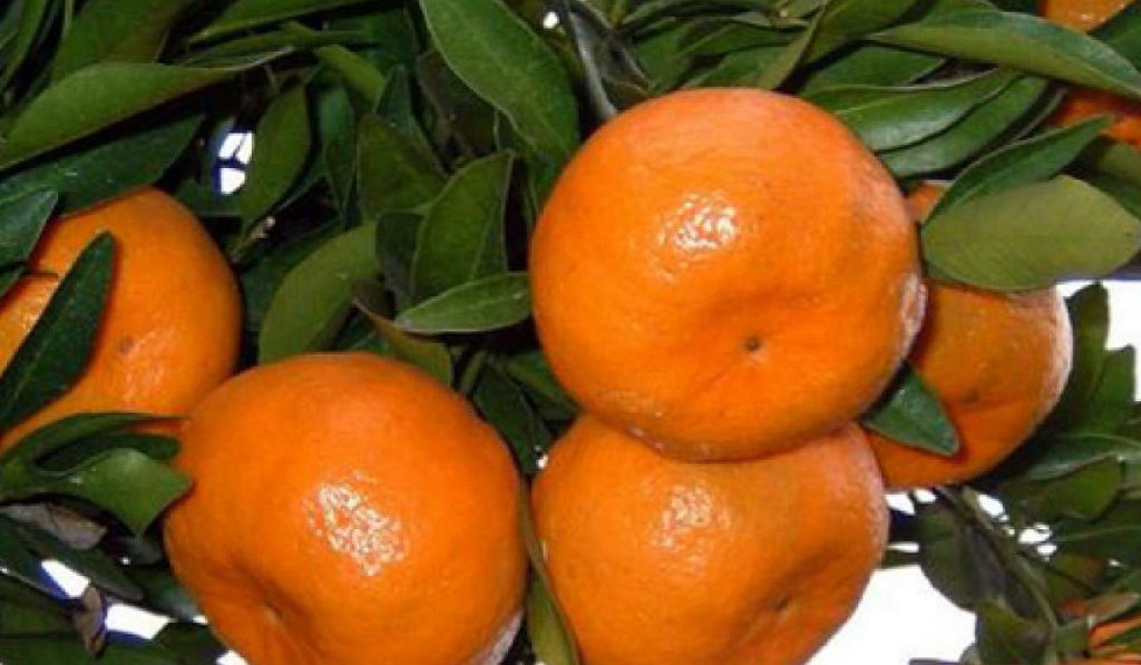 Tangerinas saudáveis no pé