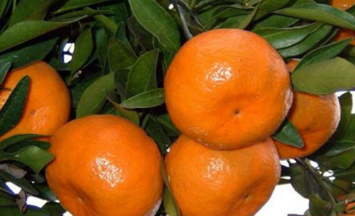 Tangerinas saudáveis no pé