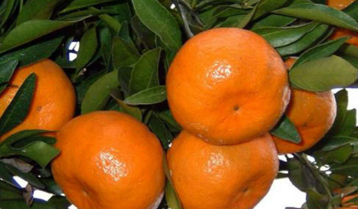 Tangerinas saudáveis no pé