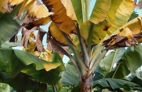 Bananal atacado pelo Mal do Panamá - Folhas amareladas