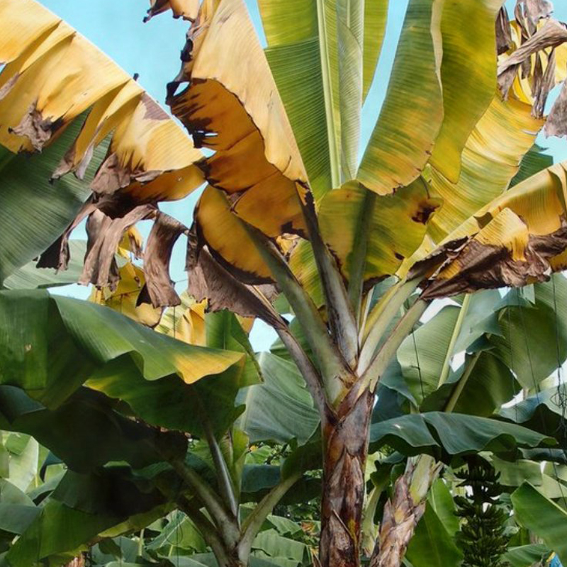 Bananal atacado pelo Mal do Panamá - Folhas amareladas