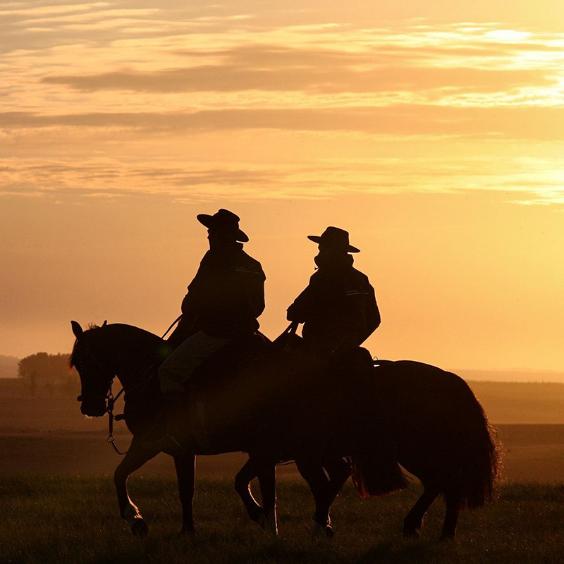 Gaúchos montados em seus cavalos crioulos no por do sol