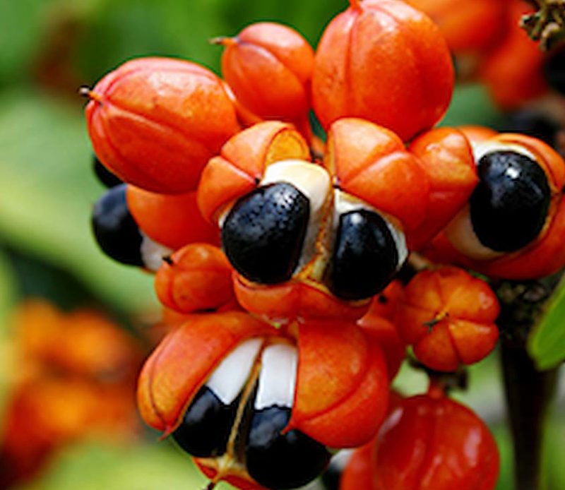 Frutos de guaraná