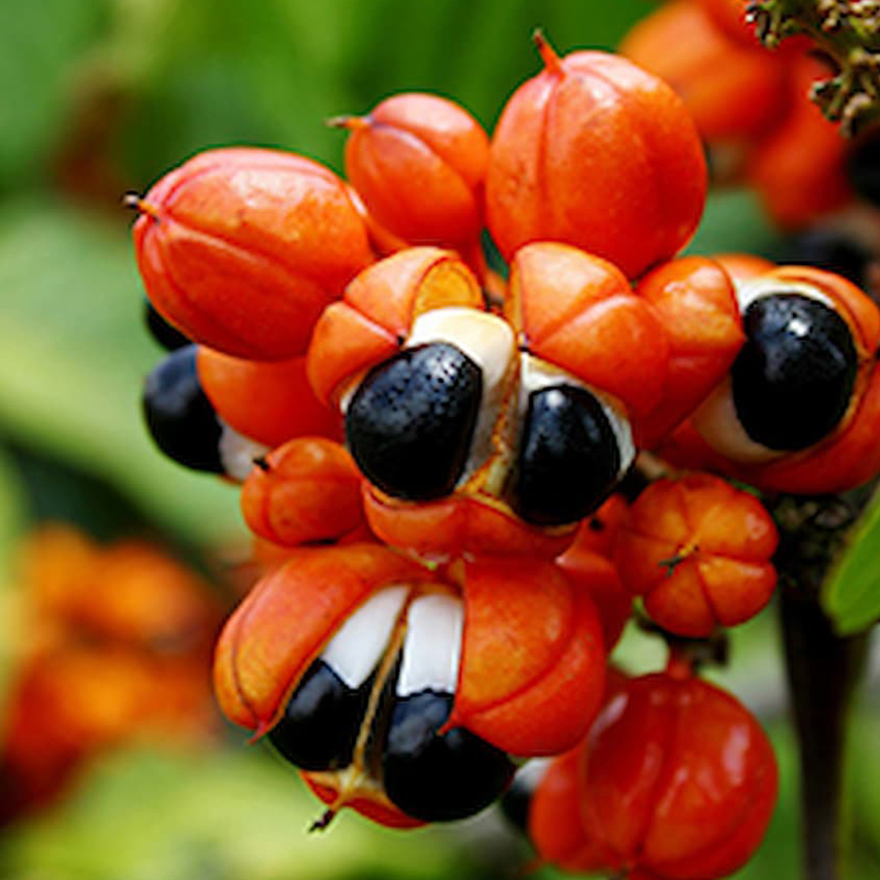 Frutos de guaraná