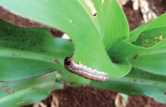 Lagrata-do-cartucho-do-milho (Spodoptera frugiperda) - Foto: Arthur Torres