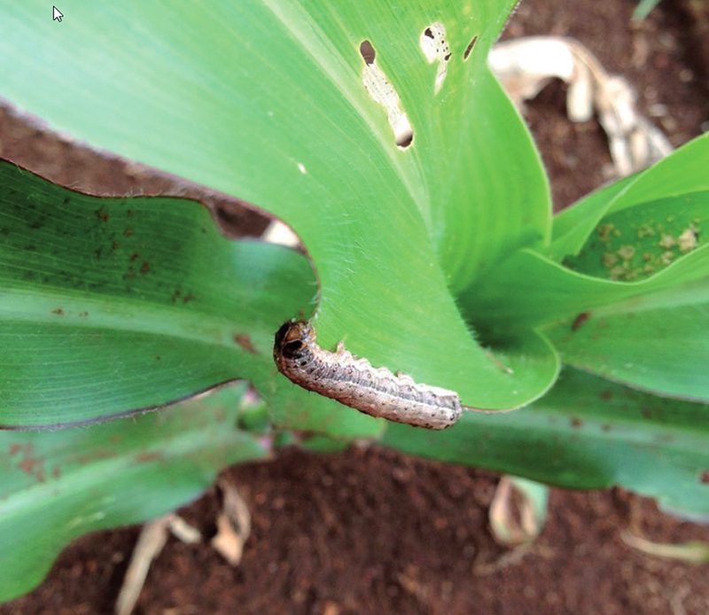 Lagrata-do-cartucho-do-milho (Spodoptera frugiperda) - Foto: Arthur Torres