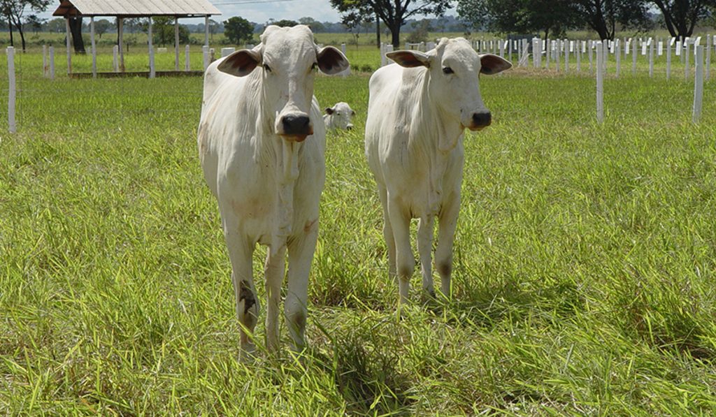 A marca-conceito CBC valoriza sistemas pecuários que não possuem o componente florestal, mas que têm potencial de mitigar emissões de gases de efeito estufa (GEEs) - Foto: Dalizia Aguiar