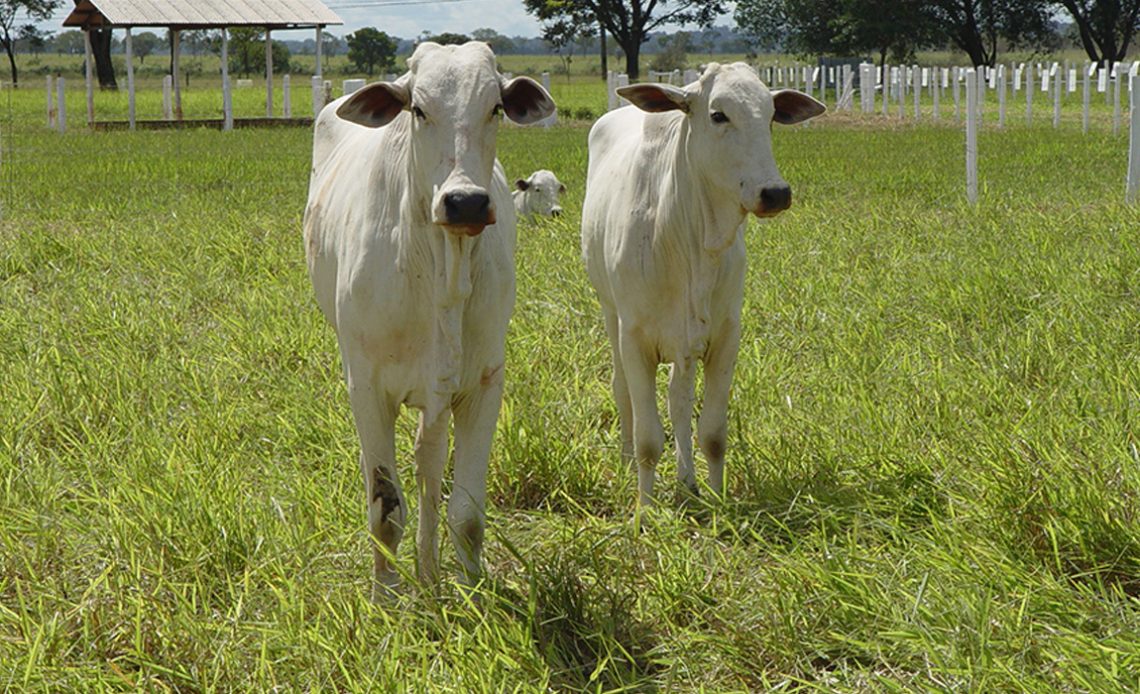 A marca-conceito CBC valoriza sistemas pecuários que não possuem o componente florestal, mas que têm potencial de mitigar emissões de gases de efeito estufa (GEEs) - Foto: Dalizia Aguiar