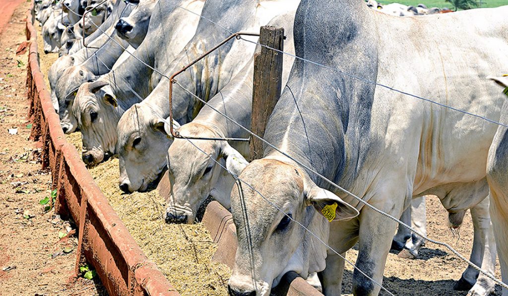 Bovinos nelore em confinamento se alimentando no cocho