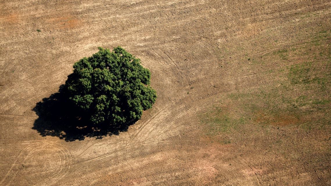 Árvore isolada em área com o solo preparado para agricultura