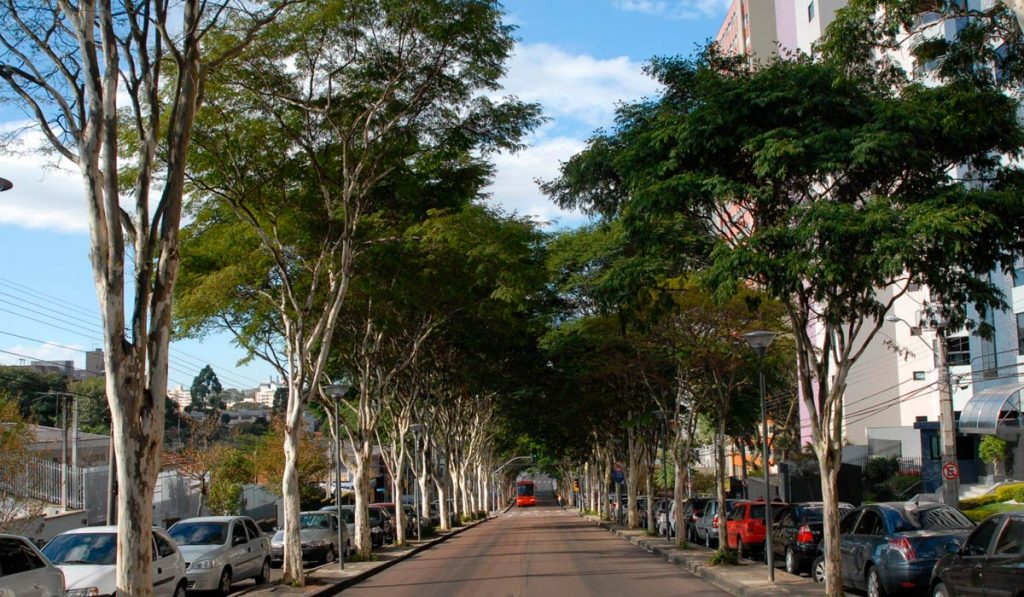 Rua arborizada