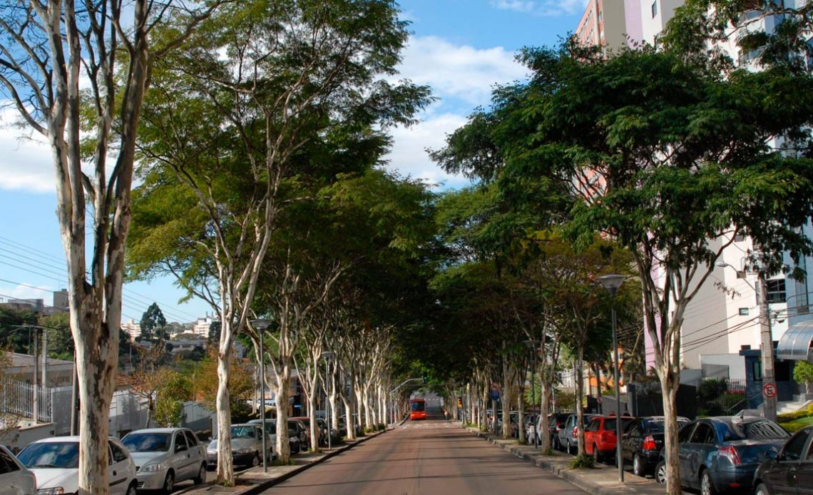 Rua arborizada