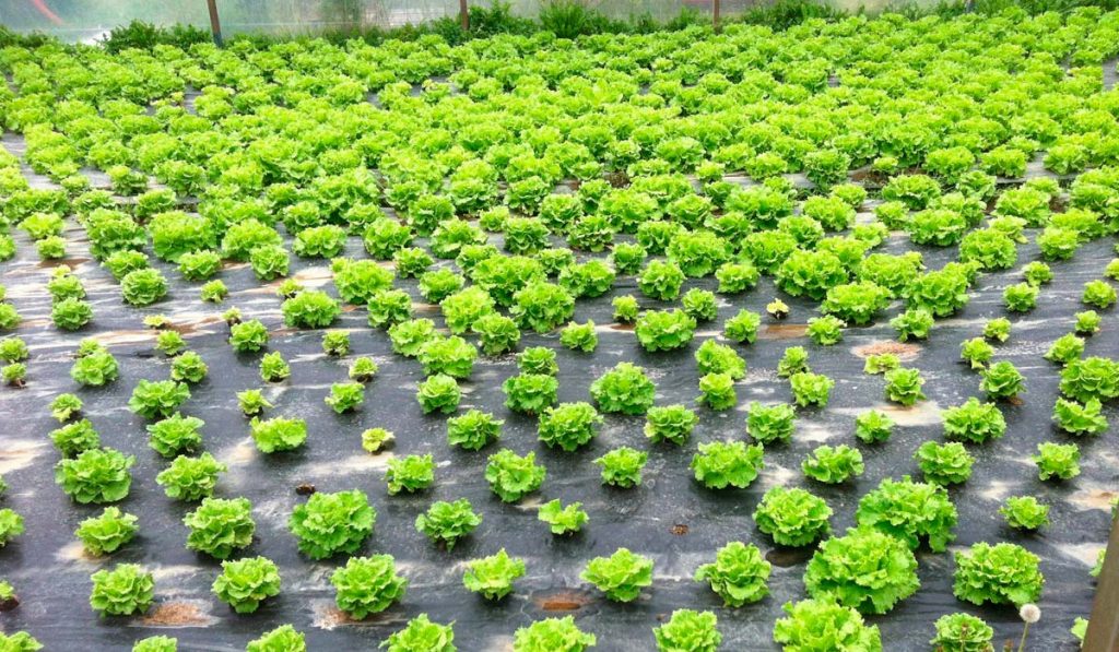 Produção de alface seguindo o novo método de biodisinfestação dos pesquisadores - Foto: Maite Gandariasbeitia