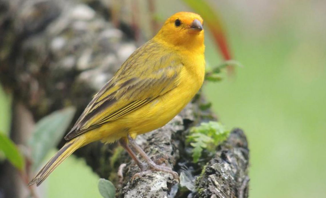 Canário da terra (Sicalis flaveola)