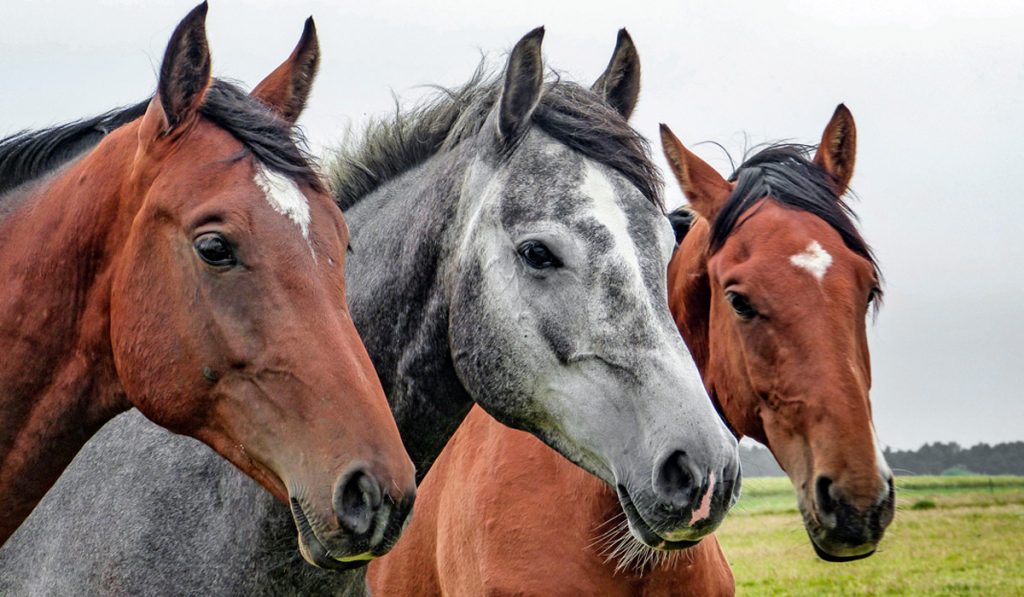 Cavalos com suas manchas