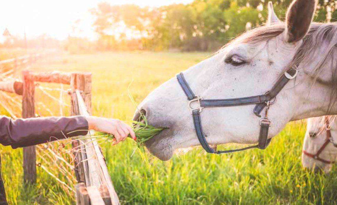 Cavalo sendo alimentado com um feixe de capim