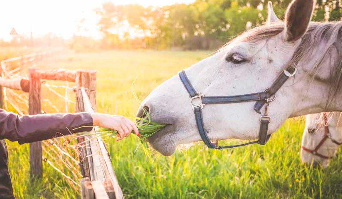 Cavalo sendo alimentado com um feixe de capim
