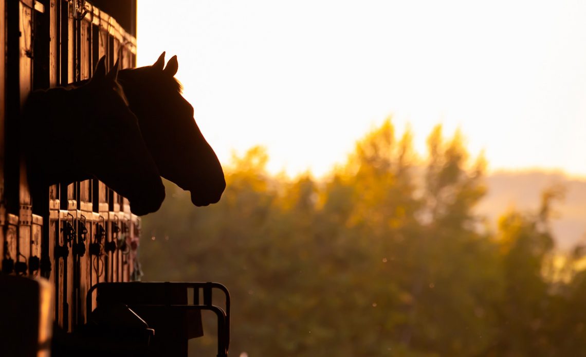 Silhueta de cavalos na cocheira num final de tarde