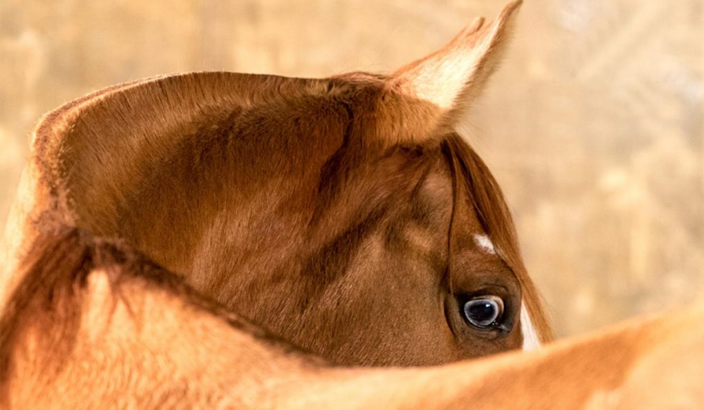 Cavalo crioulo - Foto: Estância Vendramin
