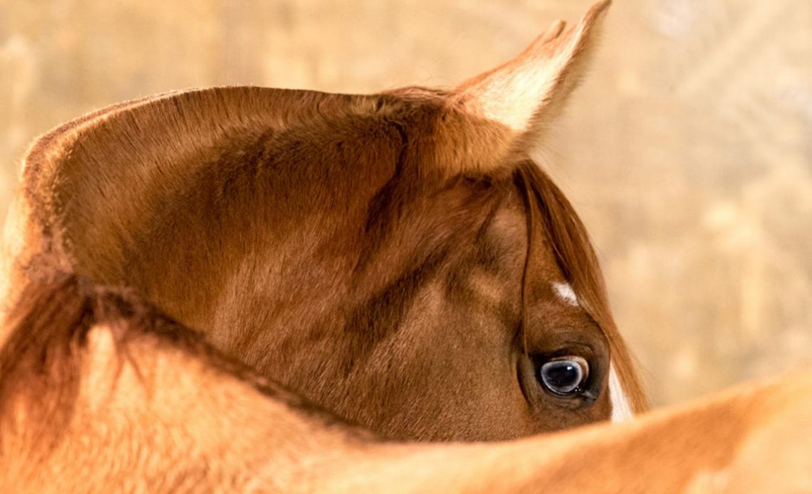 Cavalo crioulo - Foto: Estância Vendramin