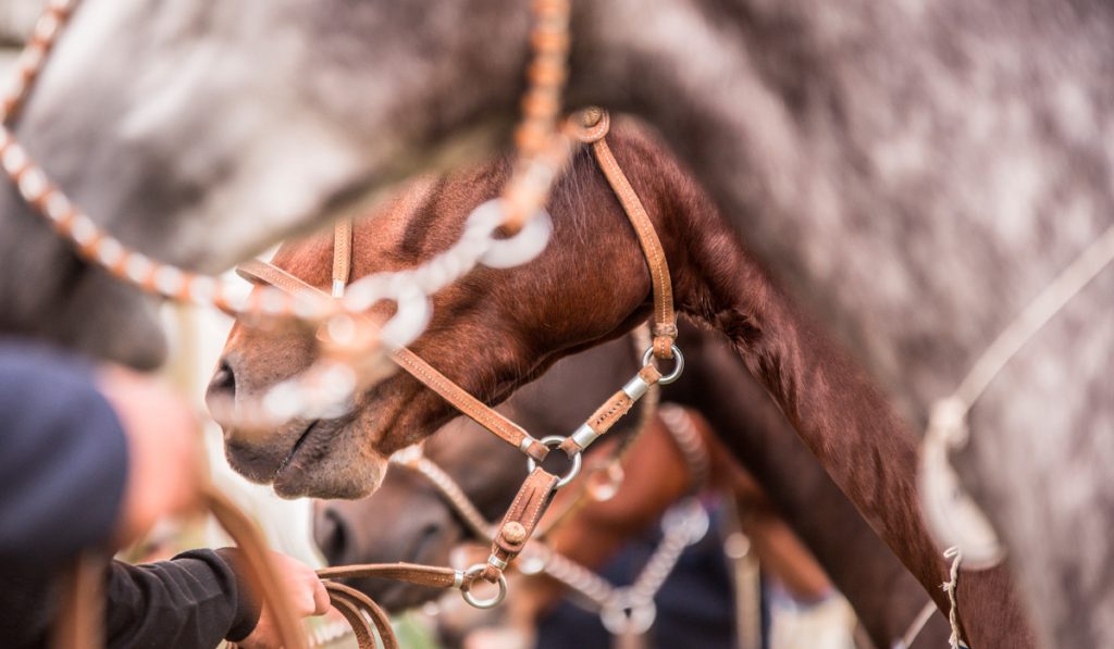 Detalhe de cavalos crioulos sendo segurados por seus ginetes