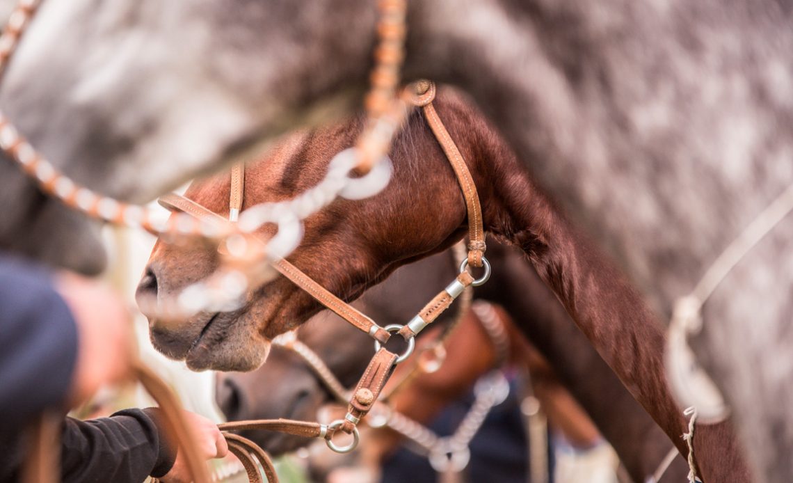 Detalhe de cavalos crioulos sendo segurados por seus ginetes