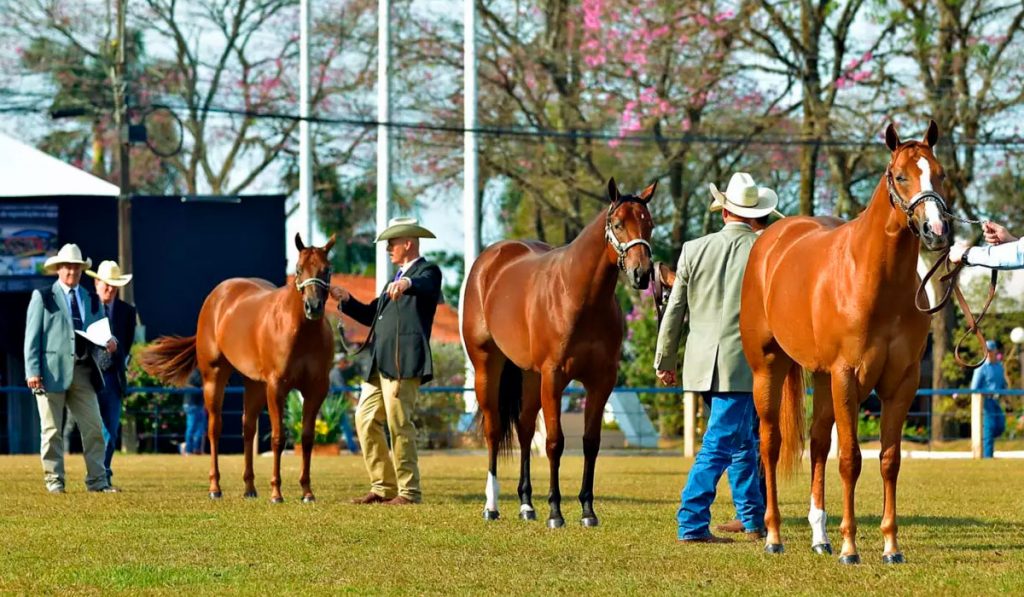 Campeonato do Quarto de Milha - julgamento morfológico